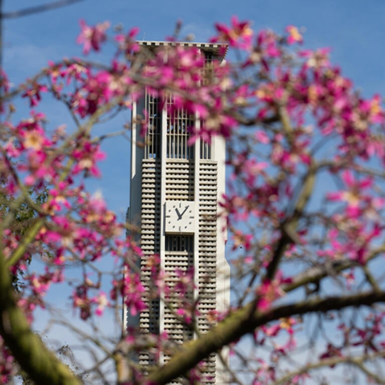 The UCR Bell Tower is framed by tree branches with colorful fuschia flowers in the foreground and blue skies in the background.