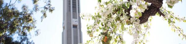 A view of the UCR Bell Tower with trees blossoming in the foreground.